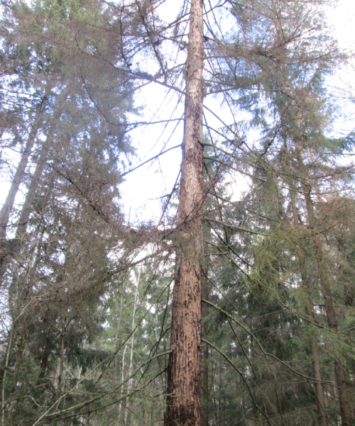 Островные ельники «Меднянские»