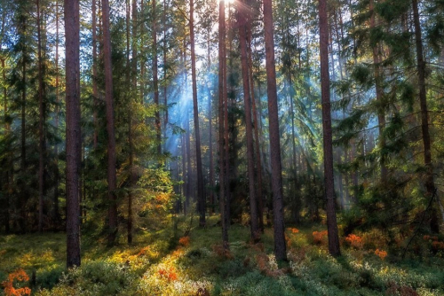 Заказник «Голубицкая пуща»