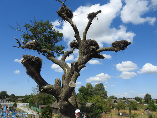 Обровский дуб