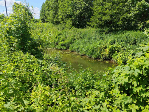 Обнажение Птичь