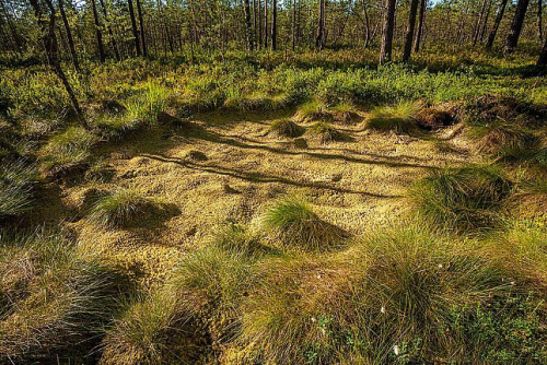 Заказник «Жлобинский»