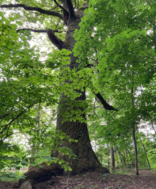 Вековые дубы Чериковского района