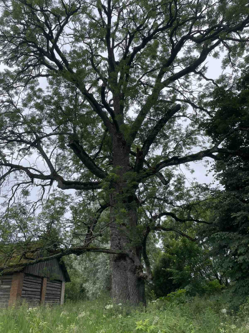 Вековые ясени в д. Новое Поле