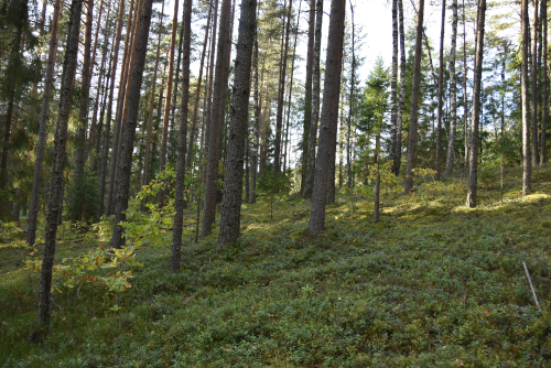 Озовая гряда Рыли