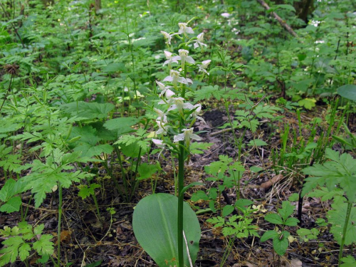Заказник «Ивенчик»