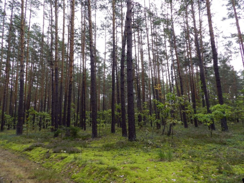 Заказник «Калиновский»