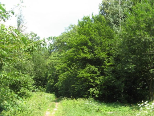 Парк «Радзивиллимонты»