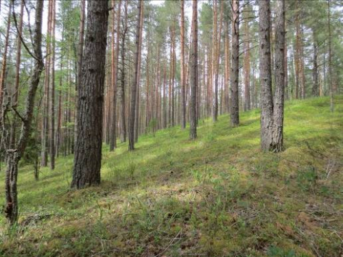 Освейская возвышенность