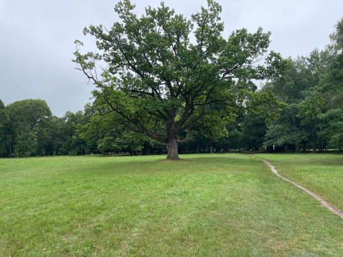 Парк «Маньковичский»