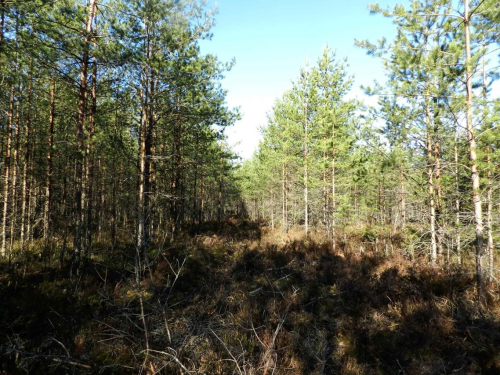 Заказник «Бреньковский»