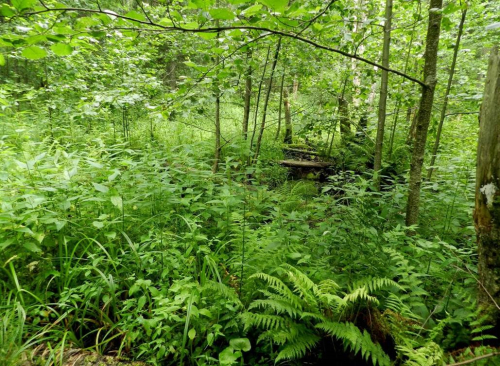 Заказник «Заболотье»