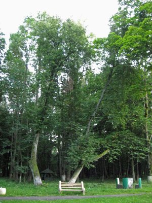 Старинный парк в н.п. Липово