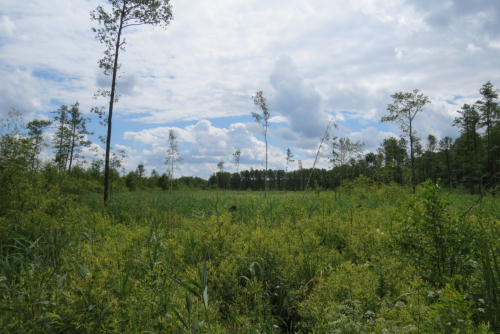 Заказник "Устье Мышанки"