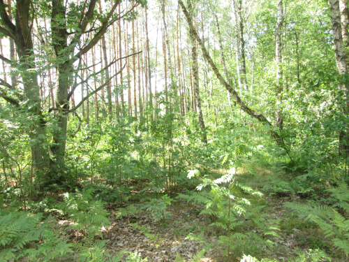 Заказник "Хотиславский"