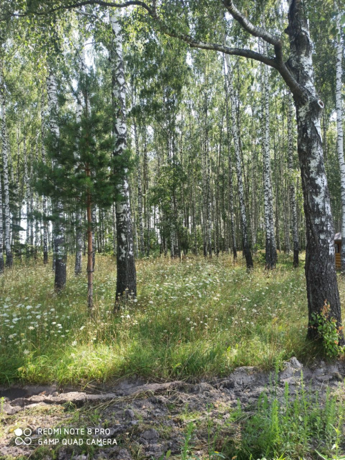 Боханская березовая роща