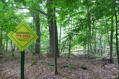 Дубрава "Лешнянская" (три дуба)