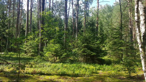 Заказник «Чечерский»