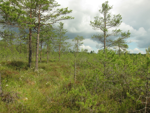 Заказник «Вереньки»