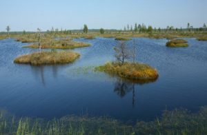 Заказник «Славгородский»