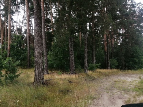 Насаждение сосны