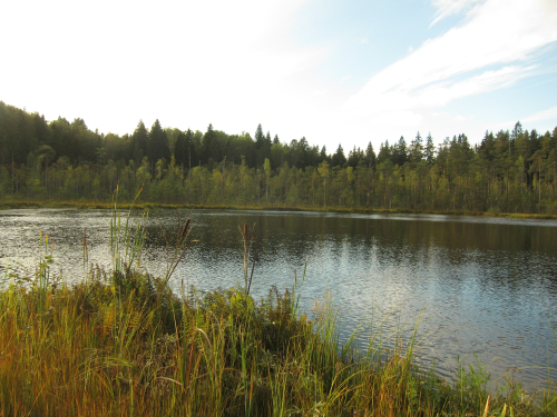 Заказник «Межевская озовая гряда»