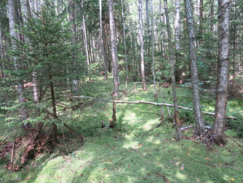 Заказник "Цыгане"