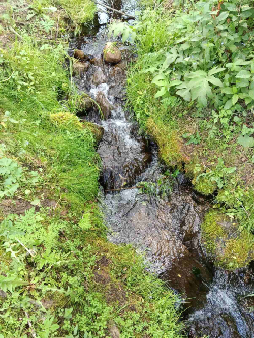 Рачныя