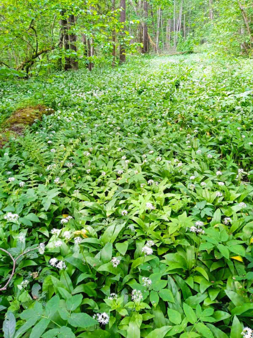 Reserve Medvezhy Luk