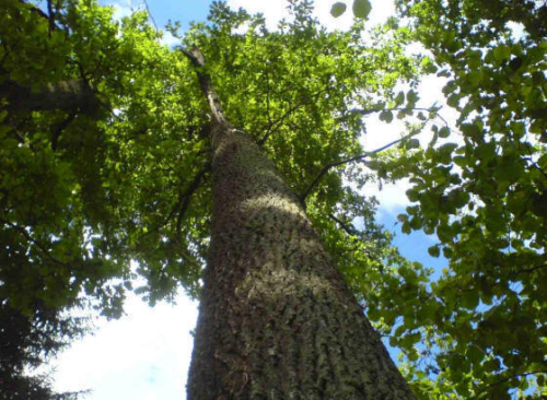 Jaznienskaya pure oak forest