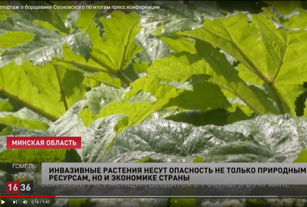 Репортаж о борщевике Сосновского по итогам пресс-конференции | Новости «24 часа» | СТВ | выпуск от 20 июля 2022 г.