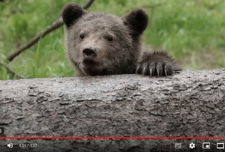 Медведи стали чаще выходить к людям. Специалисты рассказали, сколько косолапых обитает в Беларуси