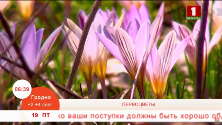 ПЕРВОЦВЕТЫ