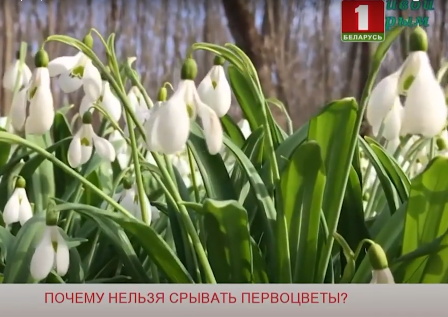 Почему нельзя срывать первоцветы? | Добрай раніцы, Беларусь | Беларусь 1 | выпуск от 19 апреля 2022 г.