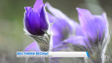 
 Почему нельзя срывать первоцветы и как за это могут наказать?
 