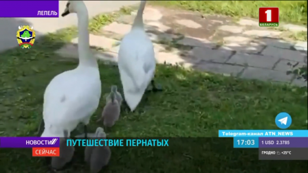 ПУТЕШЕСТВИЕ ПЕРНАТЫХ