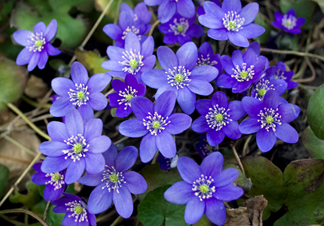 000468_697325_pechen_7.png